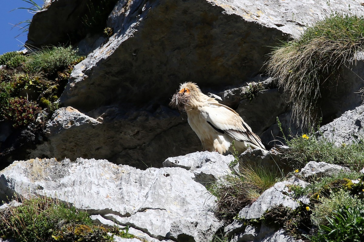 Egyptian Vulture - ML618483374