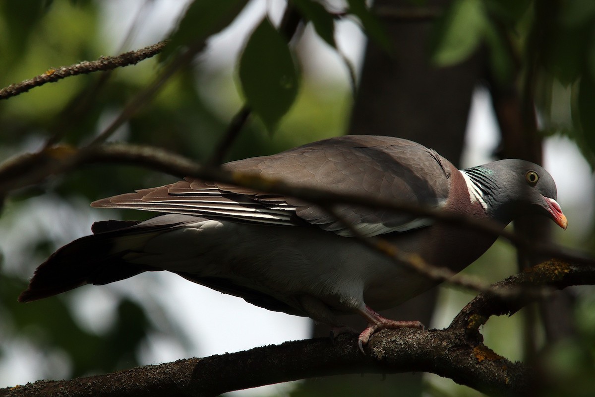 Common Wood-Pigeon - ML618483387