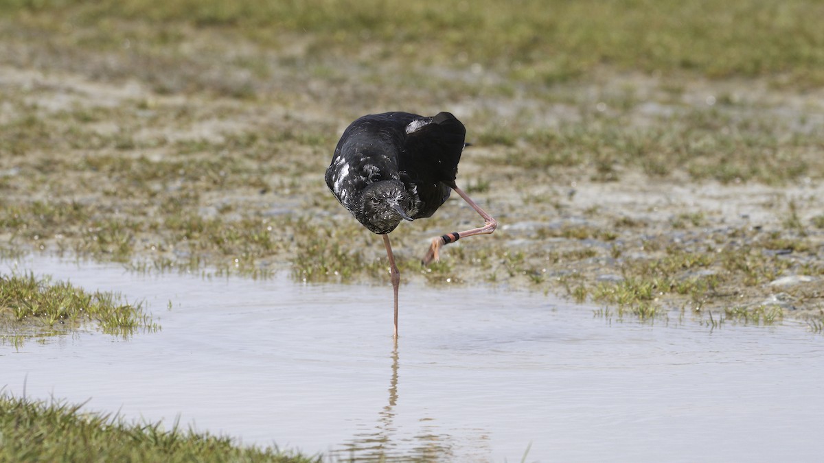 Black Stilt - ML618483401