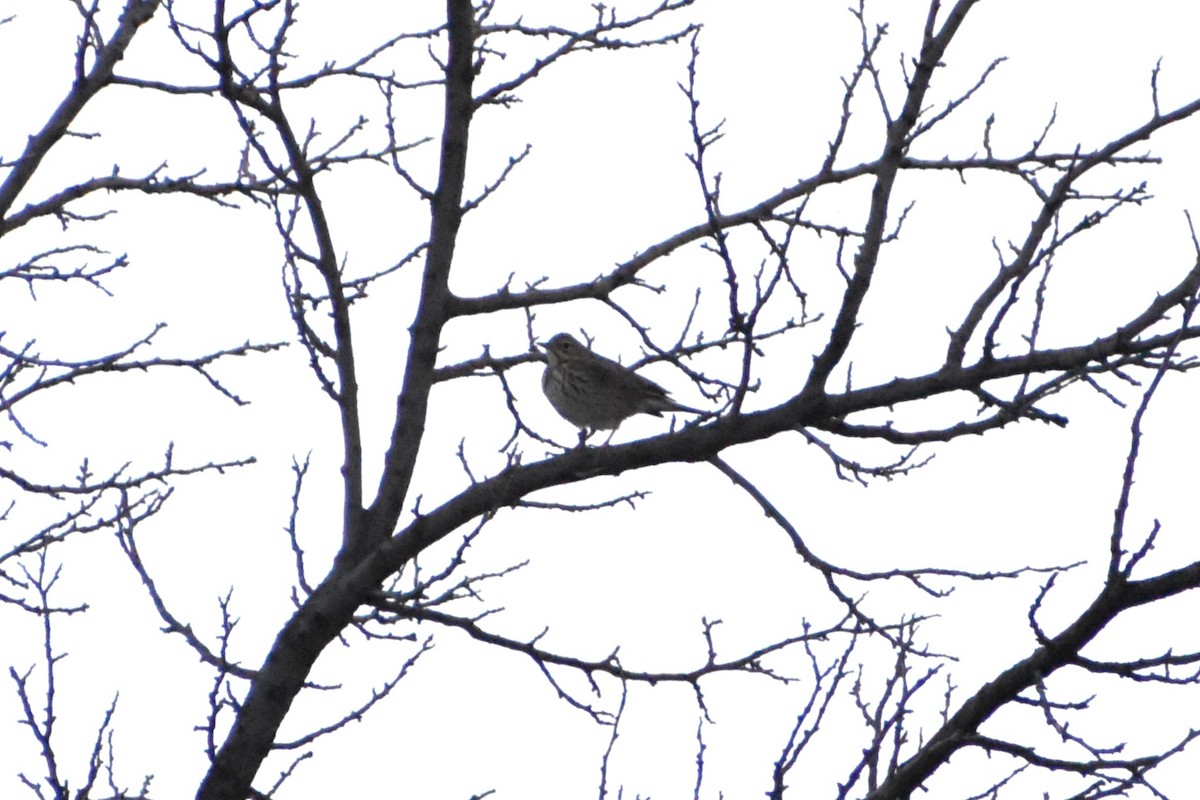 Tree Pipit - Aurora Varda