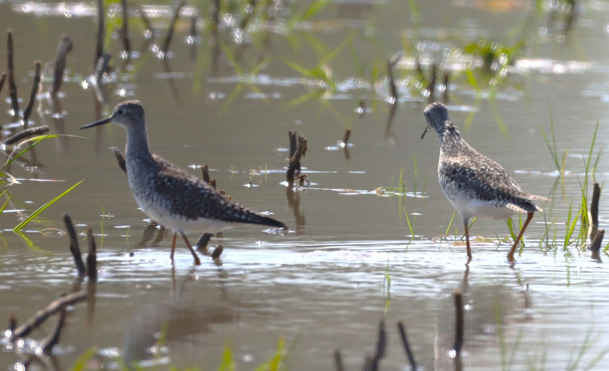 Lesser Yellowlegs - Aldo Bertucci