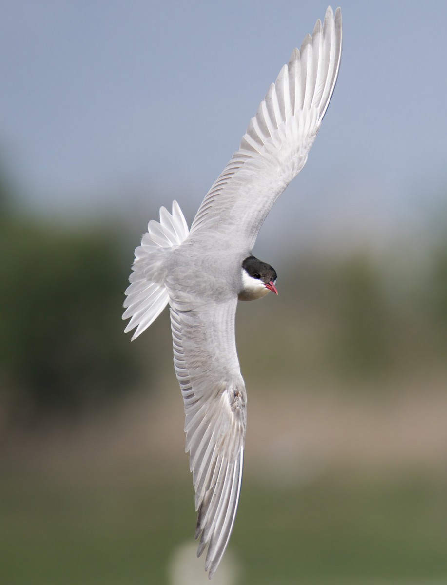 Whiskered Tern - Bernat Garrigos