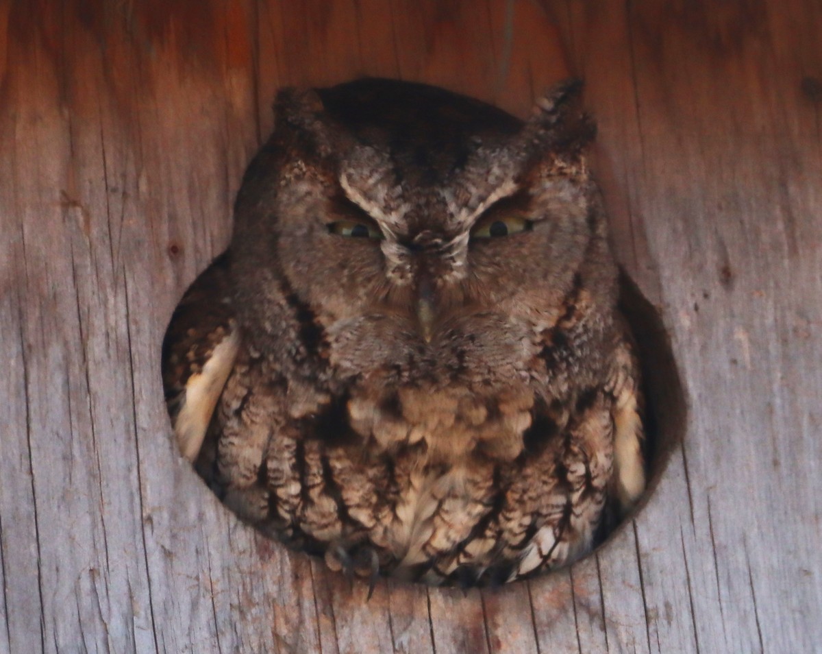 Eastern Screech-Owl - Aldo Bertucci