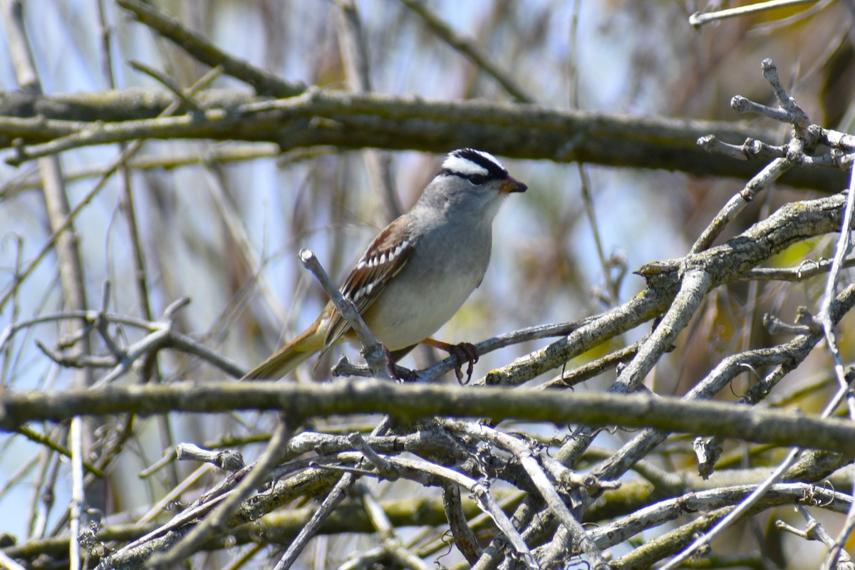 White-crowned Sparrow - Ryan Dziedzic