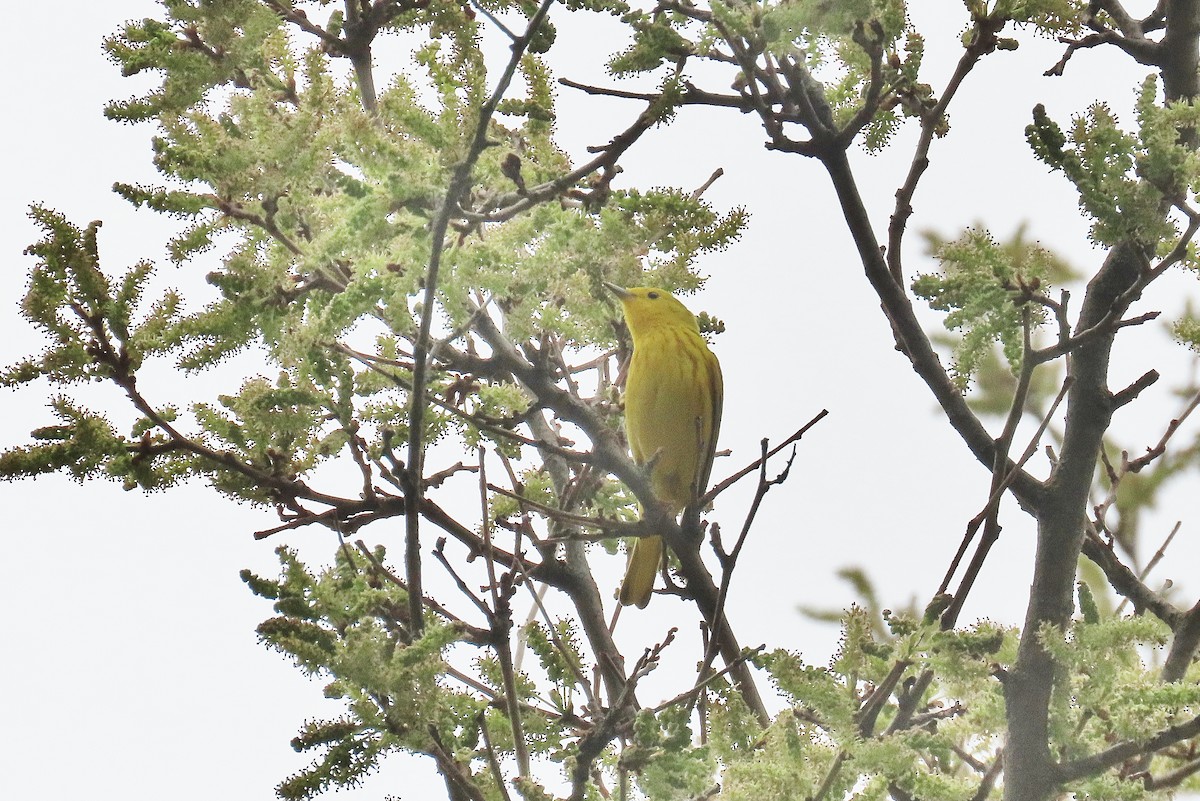 Yellow Warbler - Craig Johnson