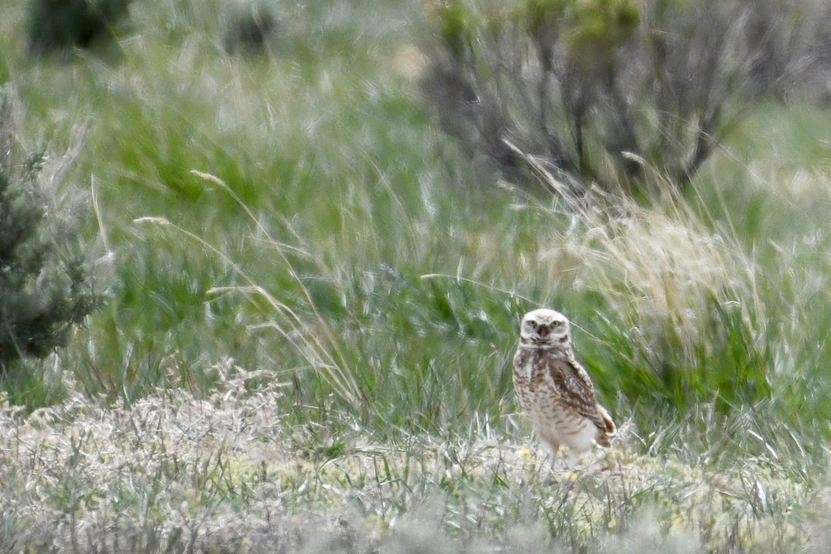 Burrowing Owl - Brad Sale