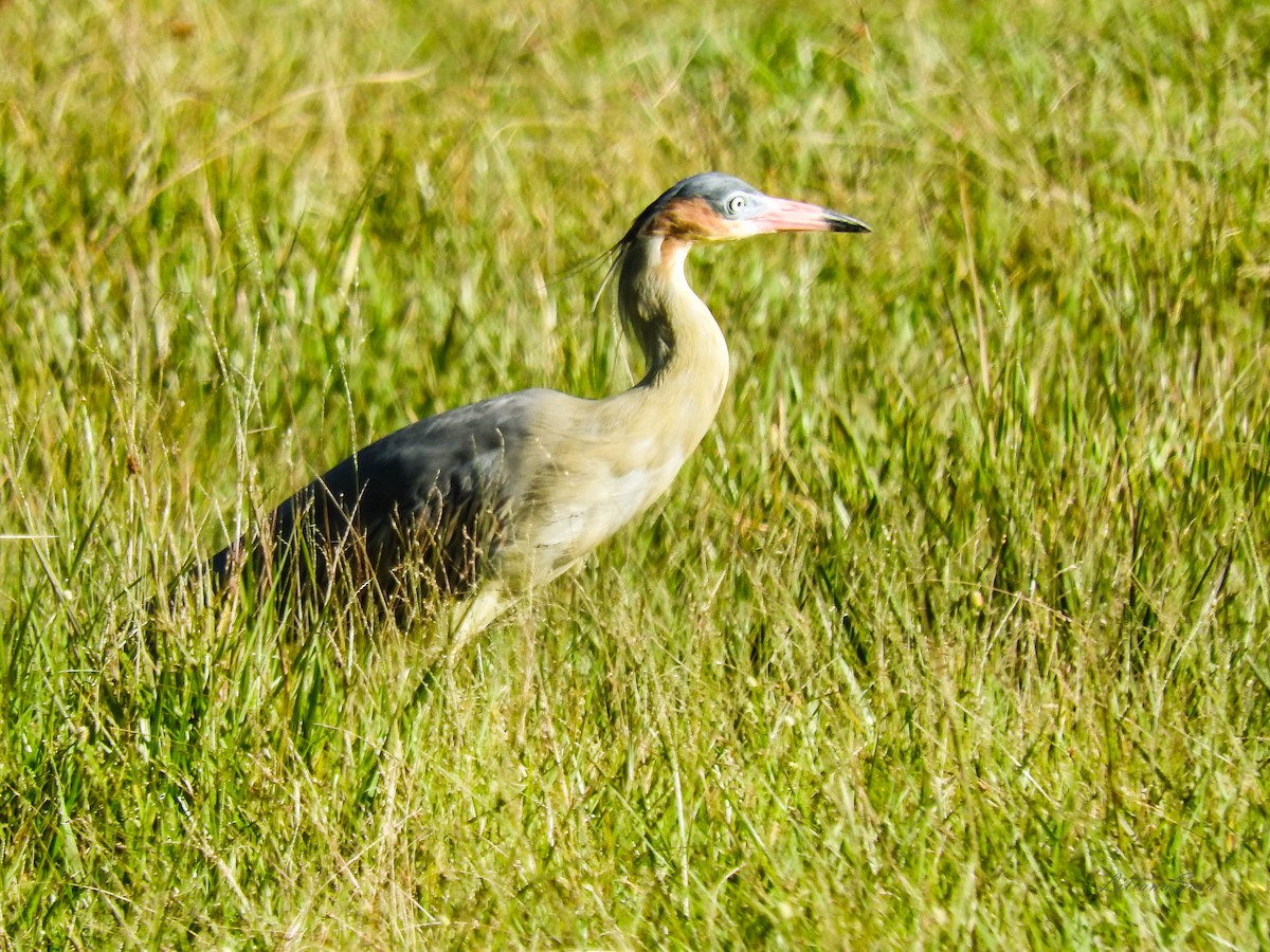 Whistling Heron - Liliana Noemi Sosa