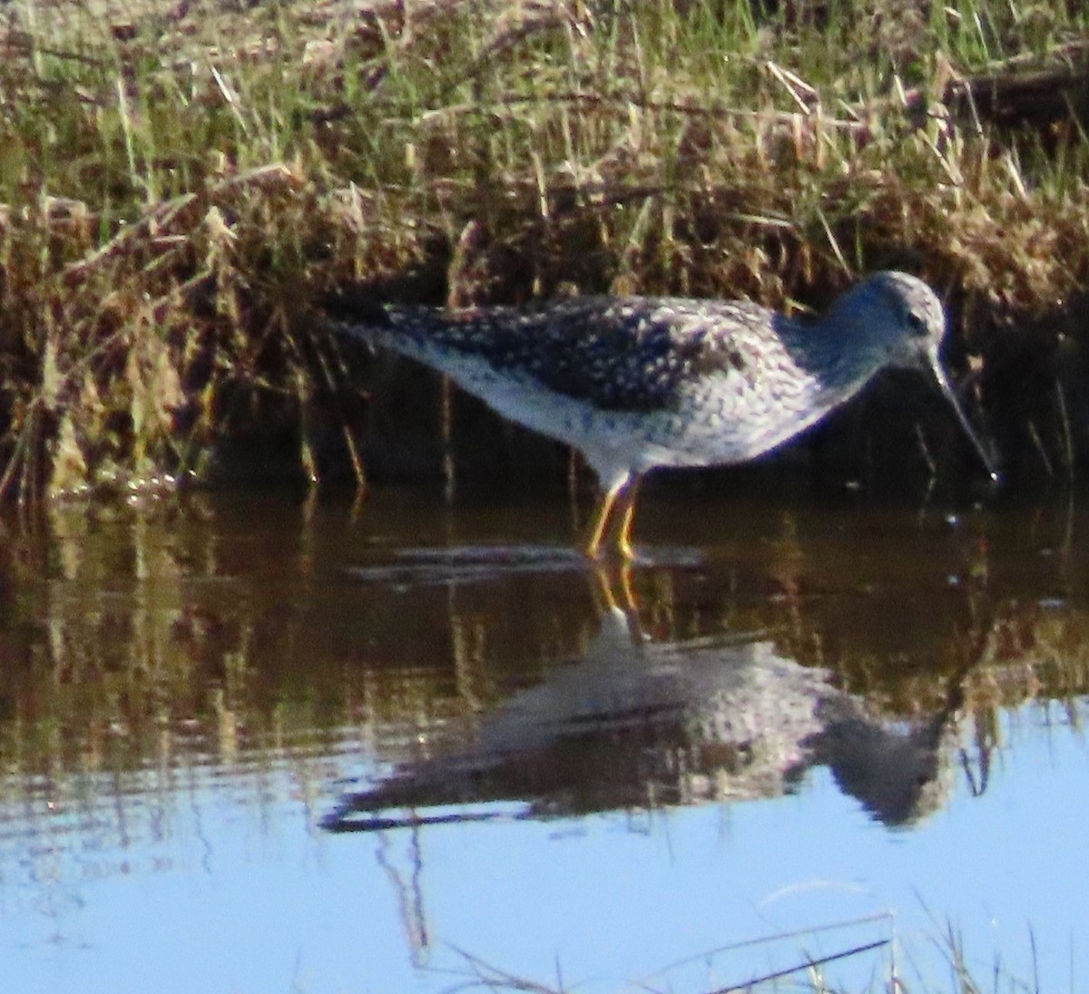 Greater Yellowlegs - ML618483613