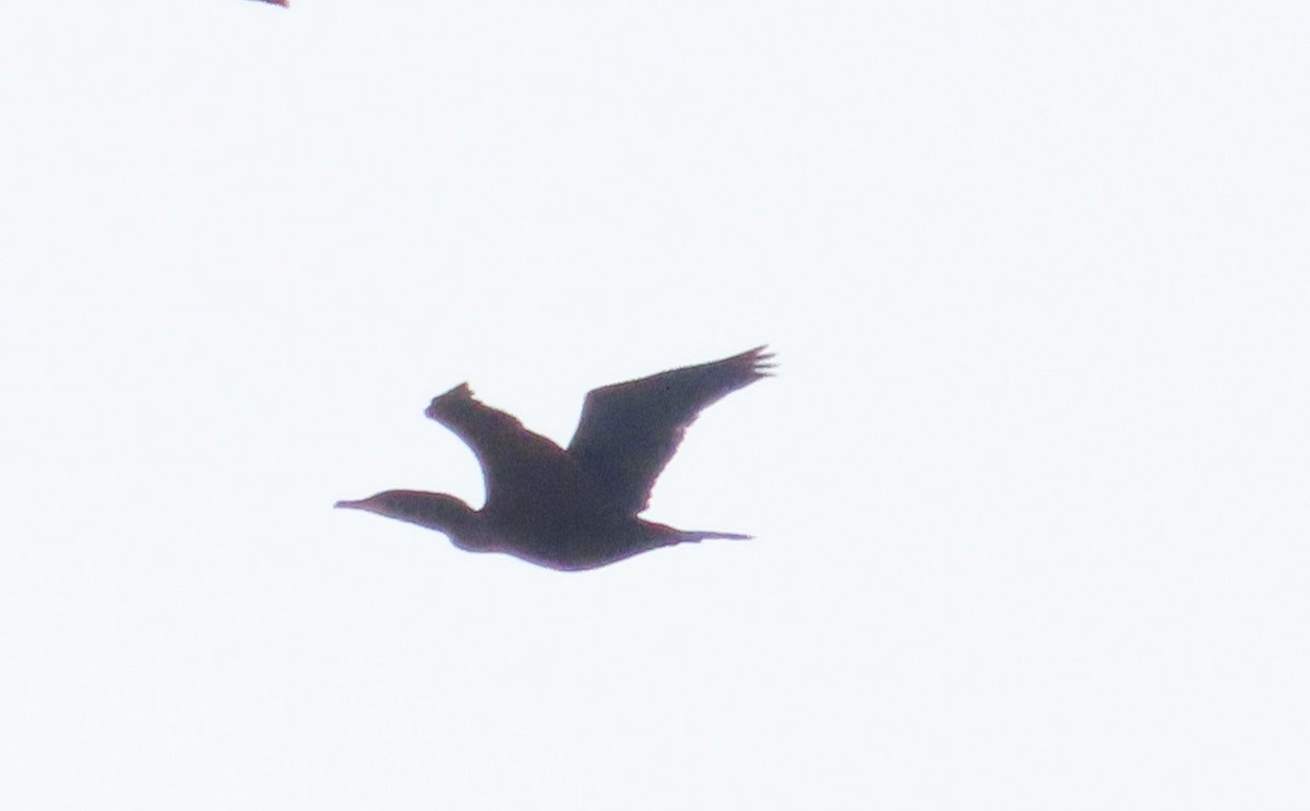 Double-crested Cormorant - Anonymous