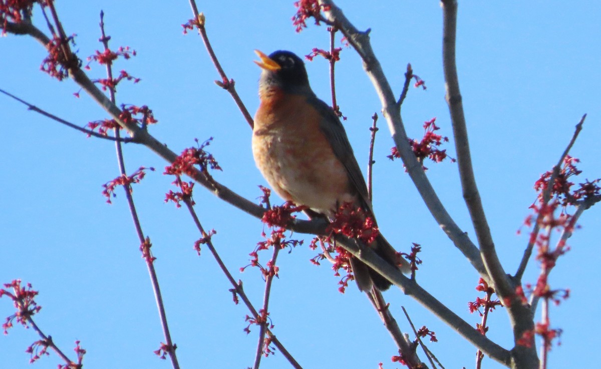 American Robin - ML618483642