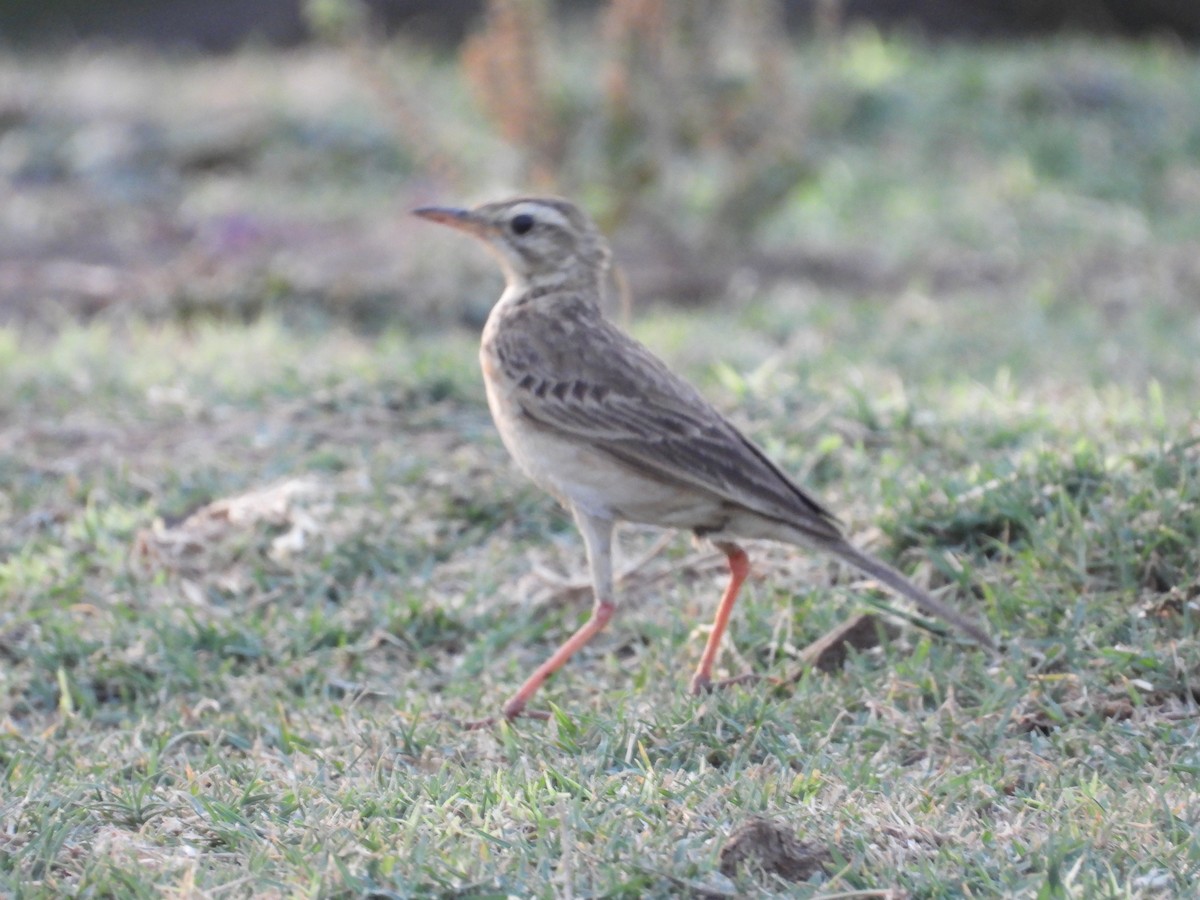 Paddyfield Pipit - ML618483649