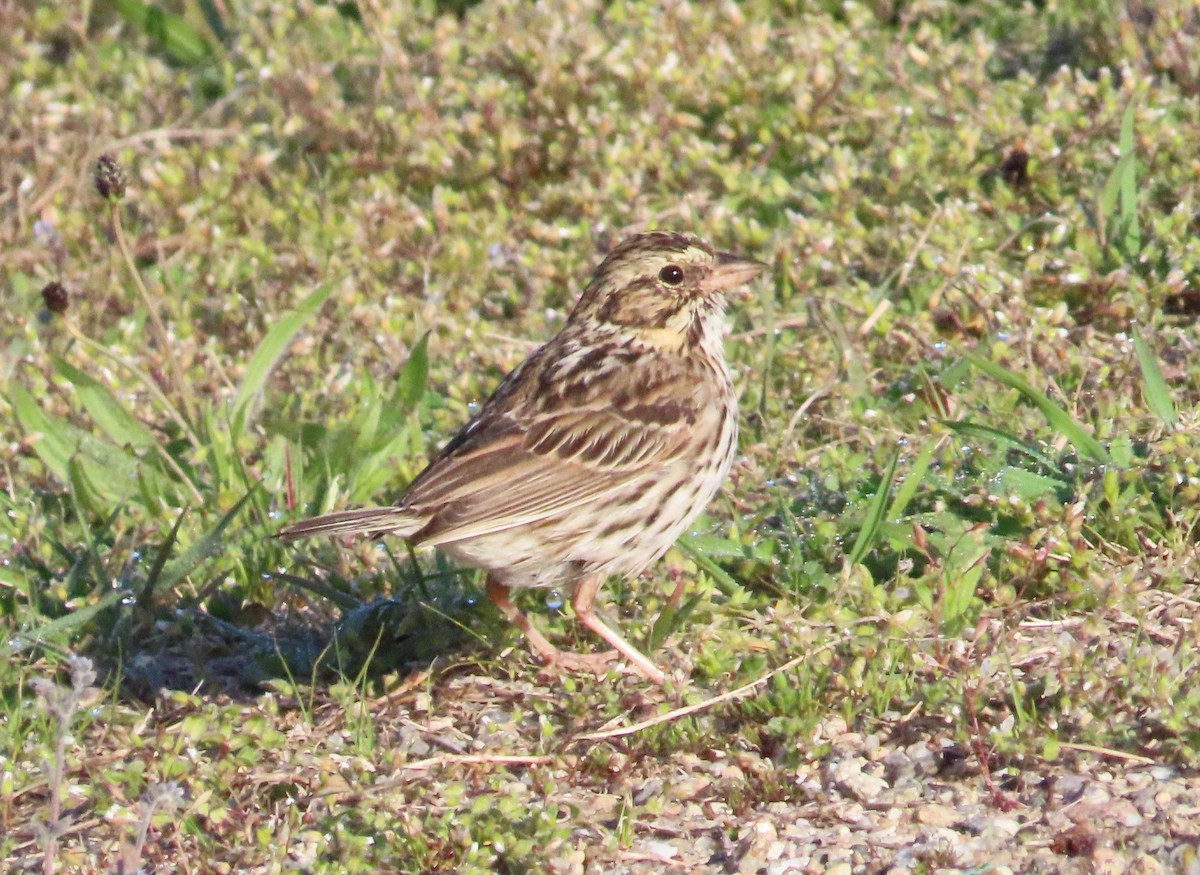 Savannah Sparrow - ML618483653