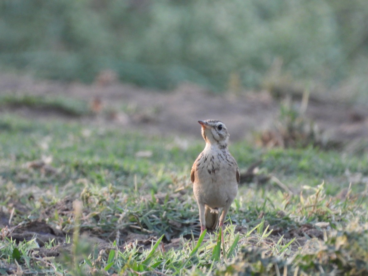 Paddyfield Pipit - ML618483654