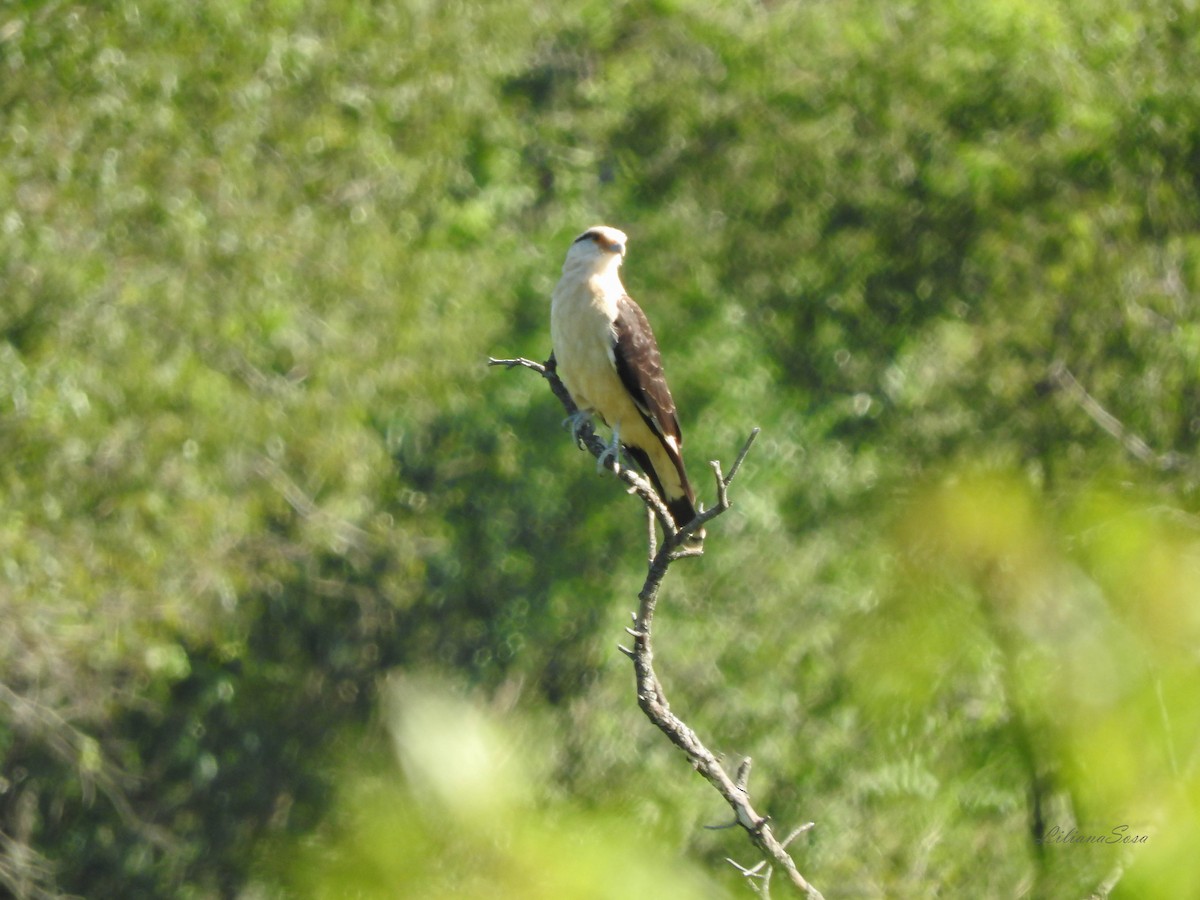 Yellow-headed Caracara - Liliana Noemi Sosa