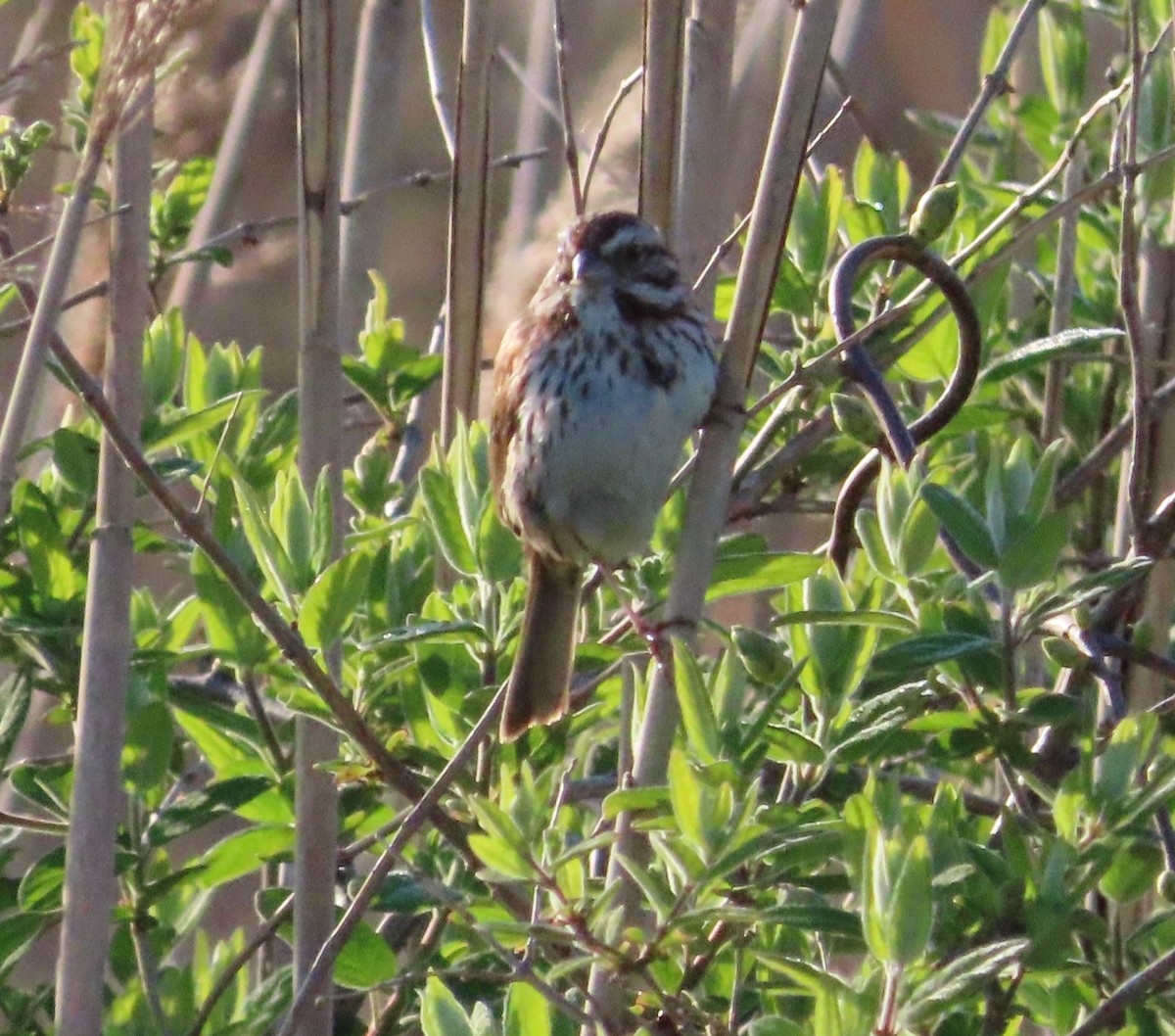 Song Sparrow - ML618483658