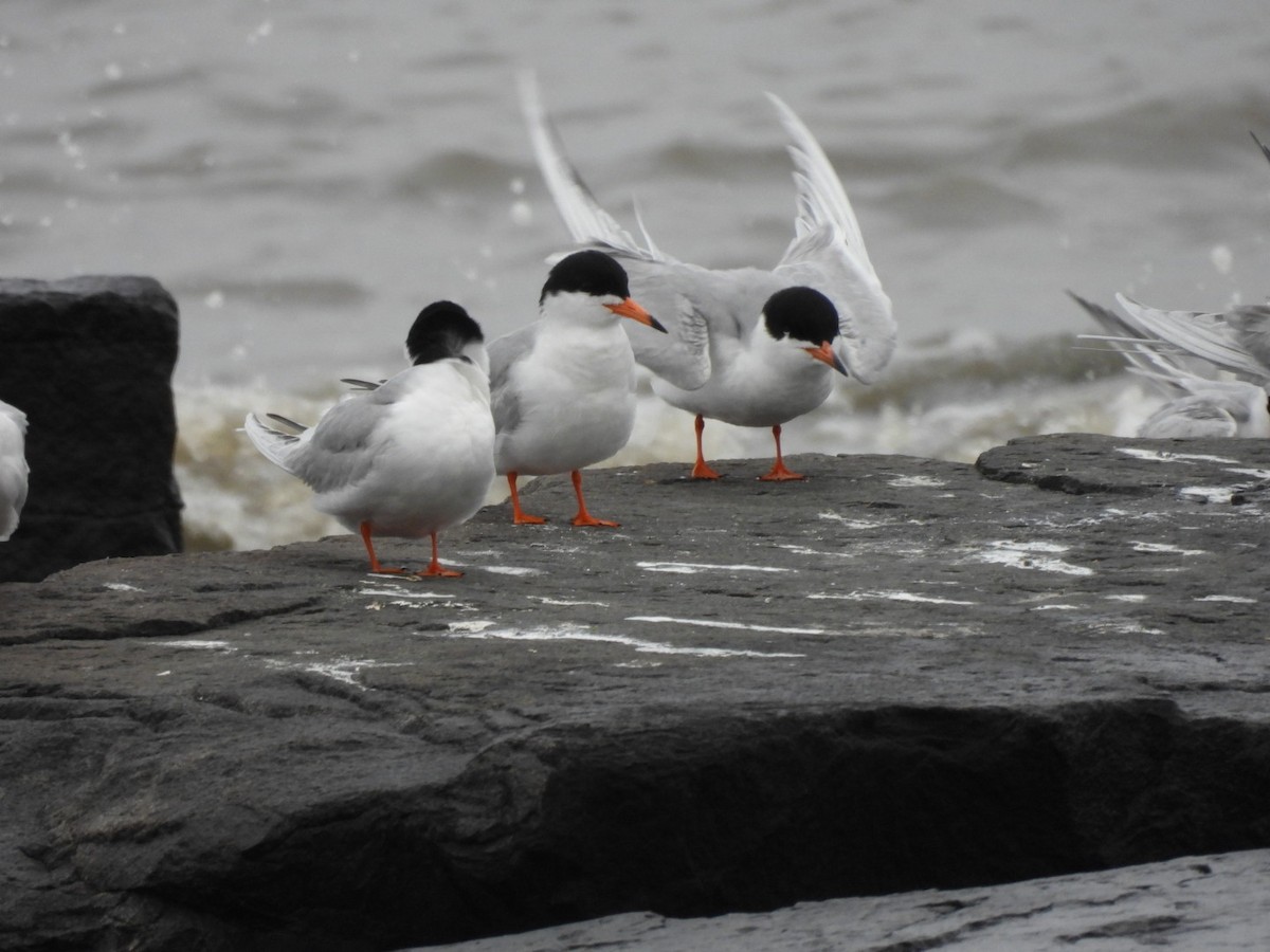 Common Tern - ML618483667