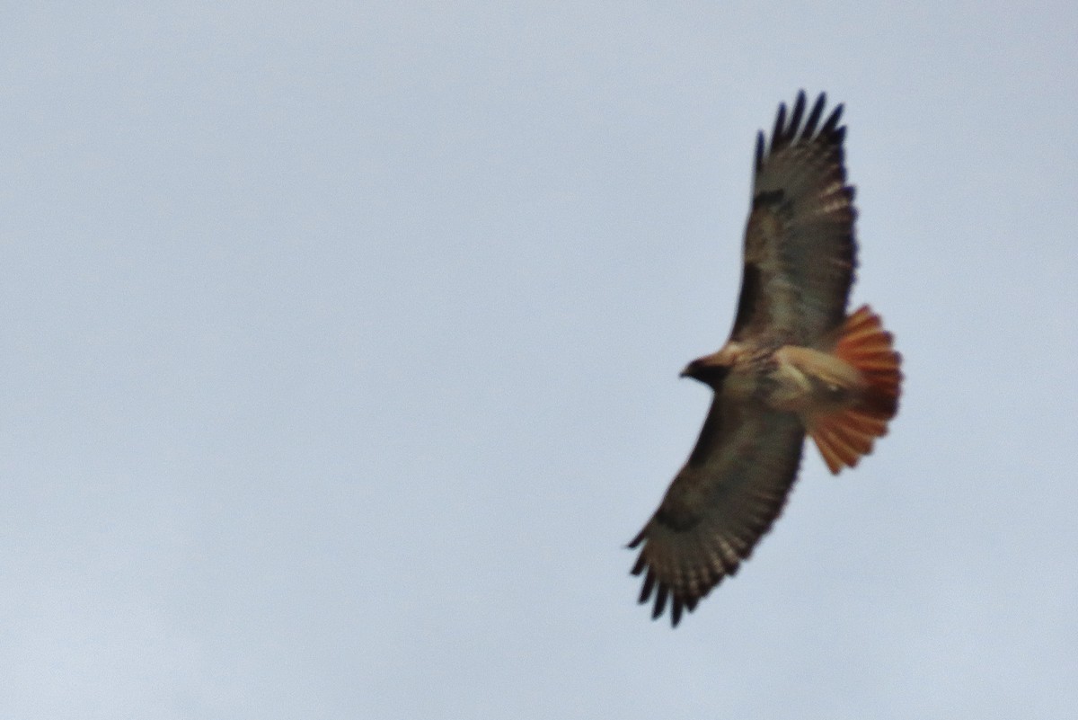 Red-tailed Hawk - Craig Johnson