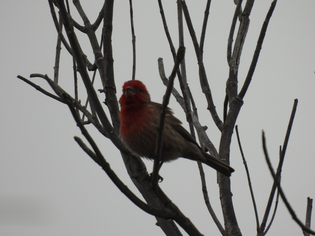 House Finch - ML618483679