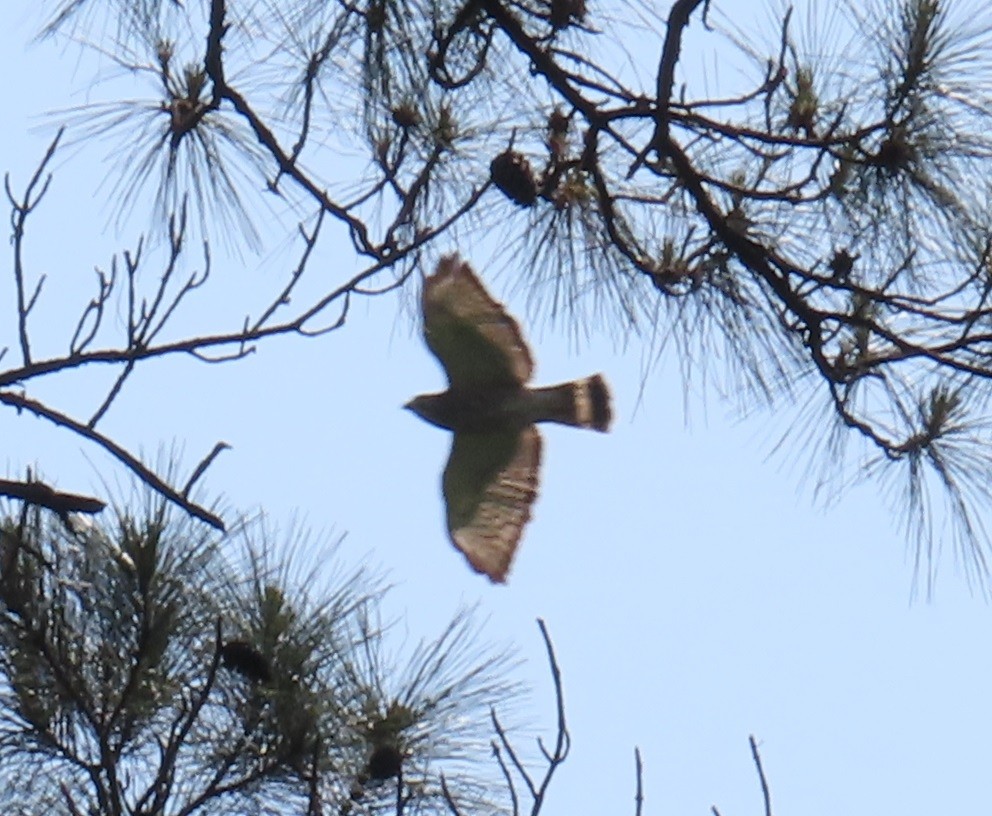 Broad-winged Hawk - ML618483686