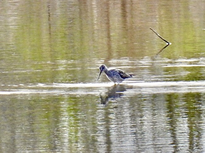 Greater Yellowlegs - ML618483733