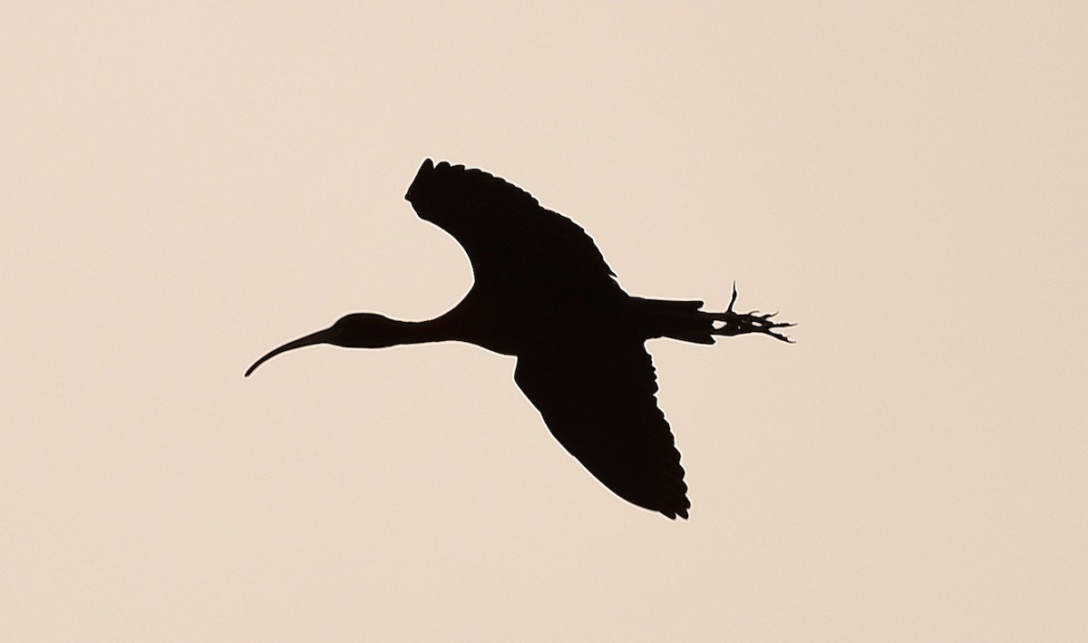 ibis hnědý - ML618483742