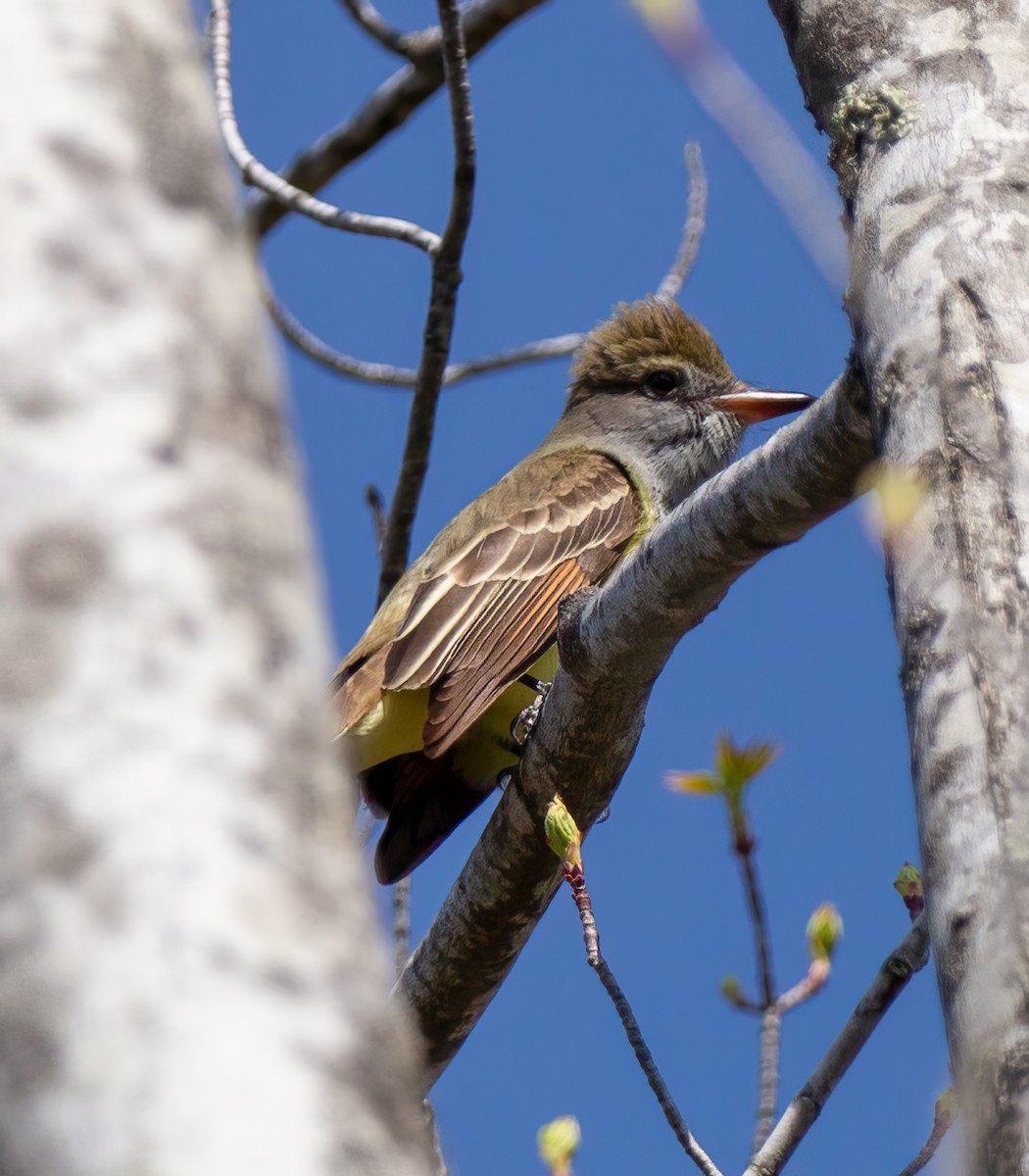 Great Crested Flycatcher - ML618483756