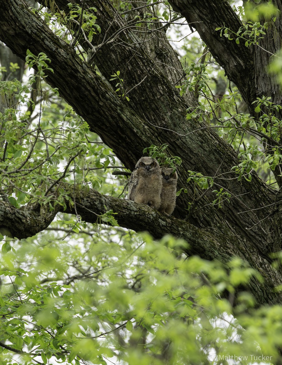 Great Horned Owl - Matthew Tucker