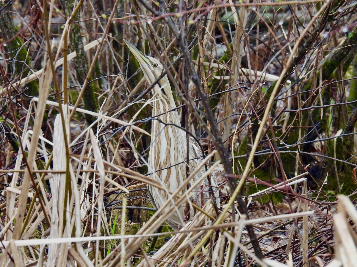 American Bittern - ML618483767