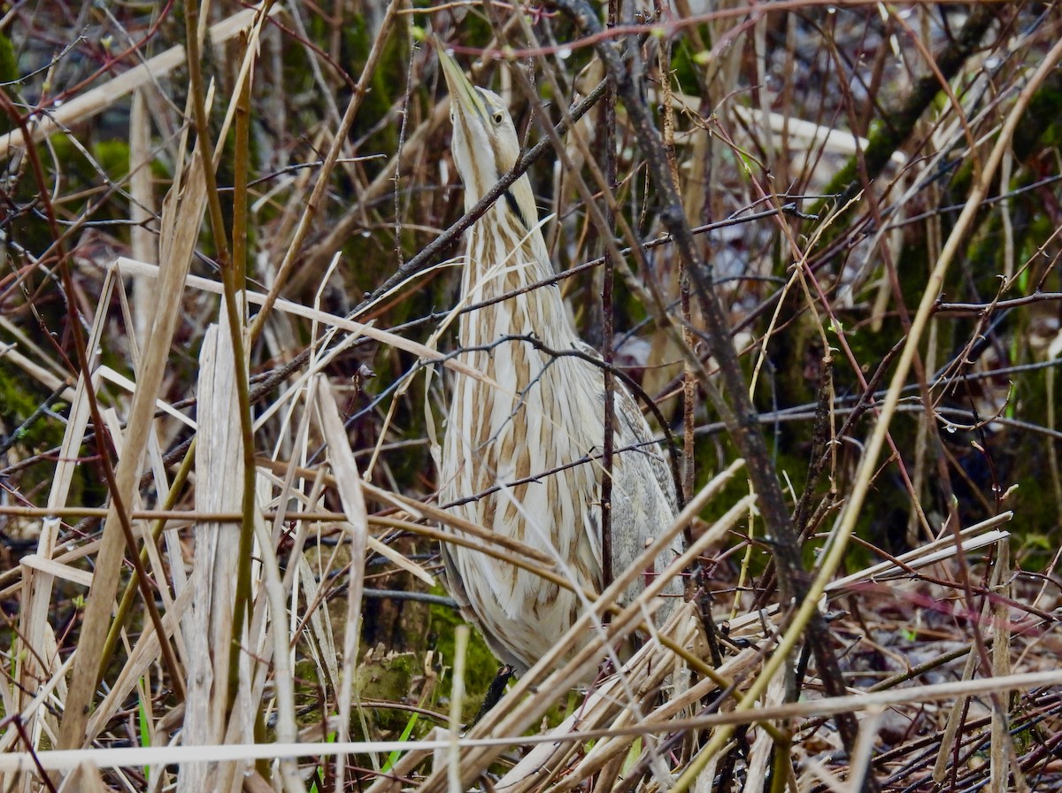 American Bittern - ML618483769