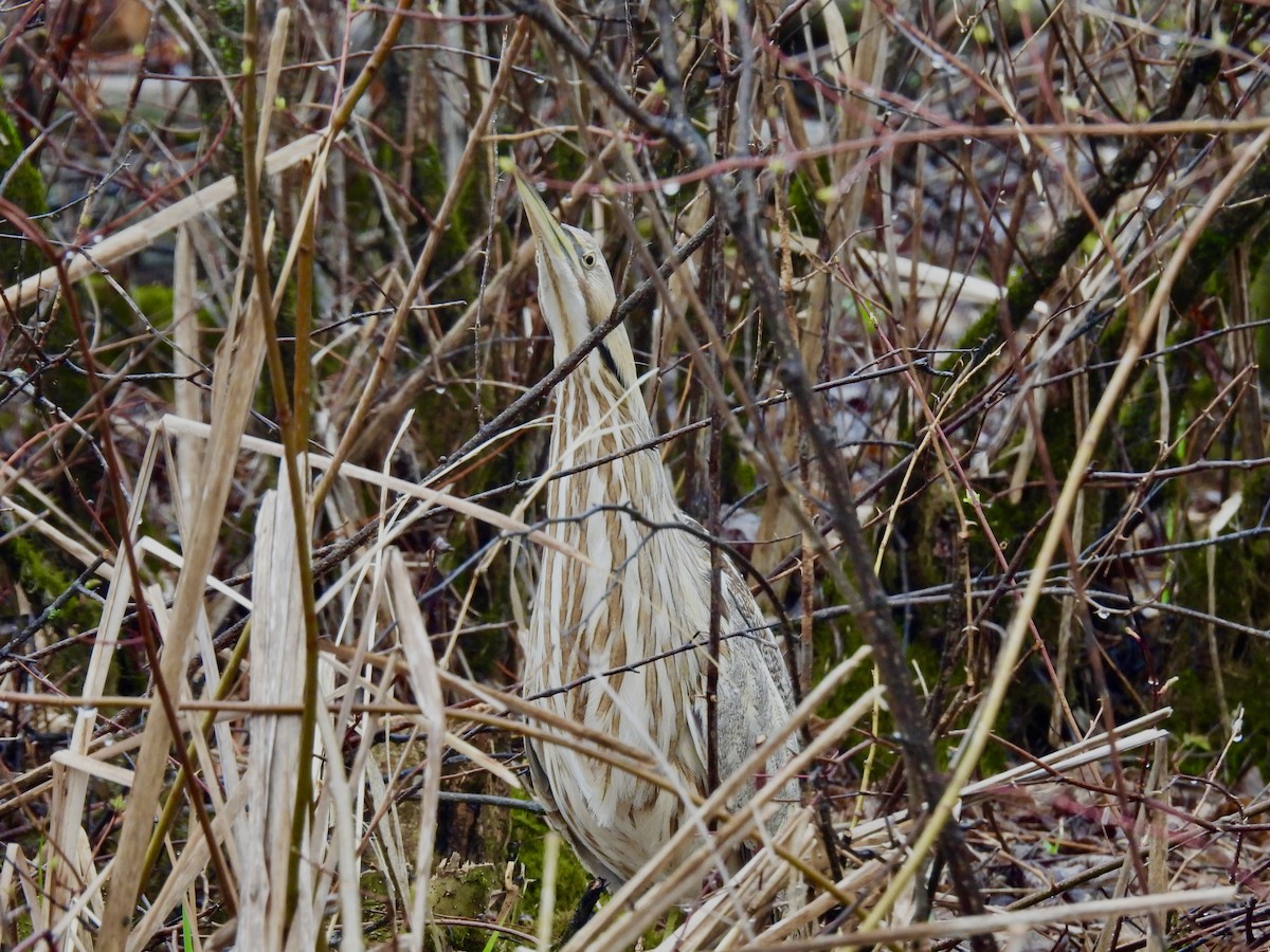 American Bittern - ML618483771