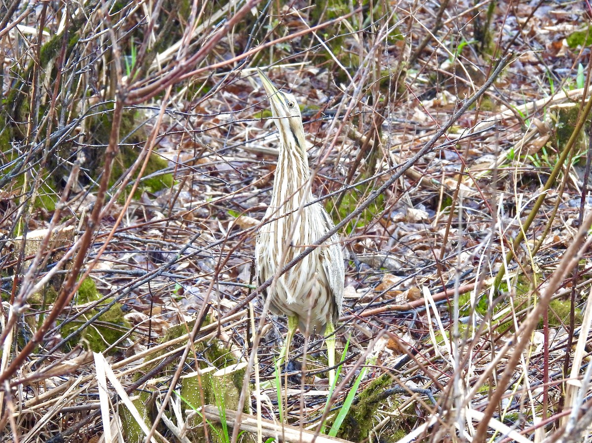 American Bittern - ML618483772