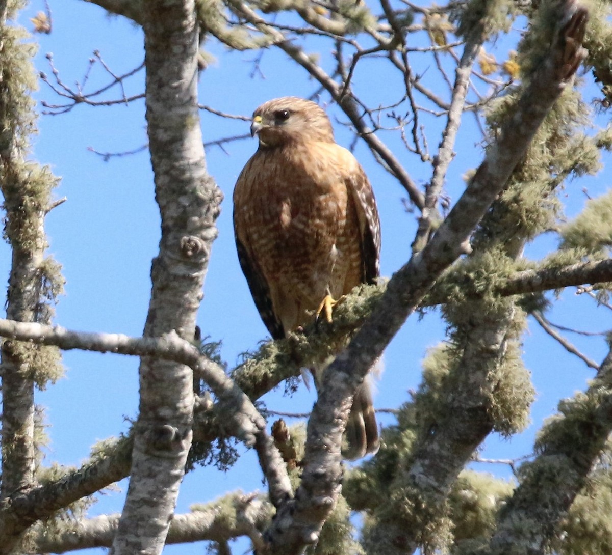 Red-shouldered Hawk - ML618483780