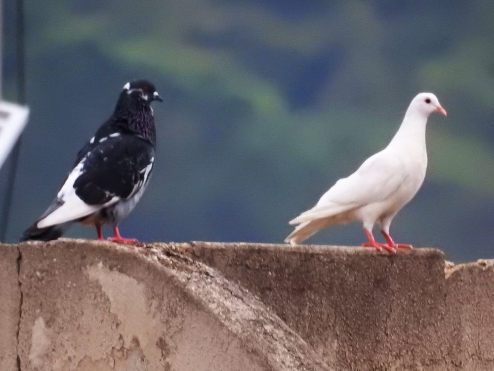 Rock Pigeon (Feral Pigeon) - ML618483795