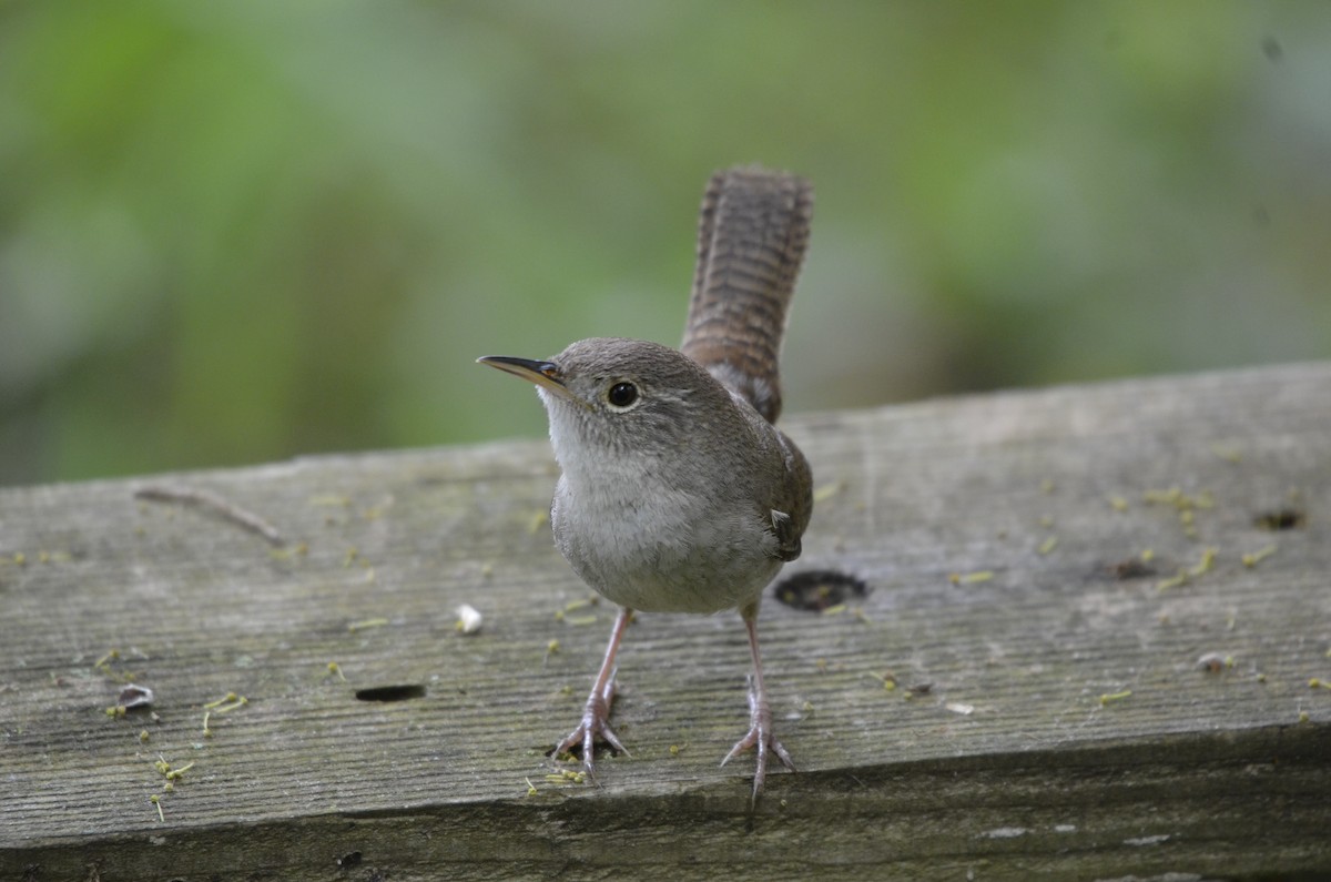 House Wren - ML618483799