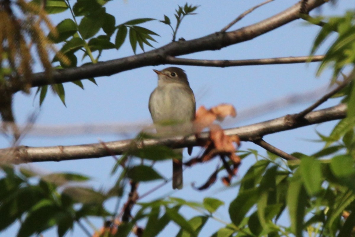 Least Flycatcher - Joshua Hedlund