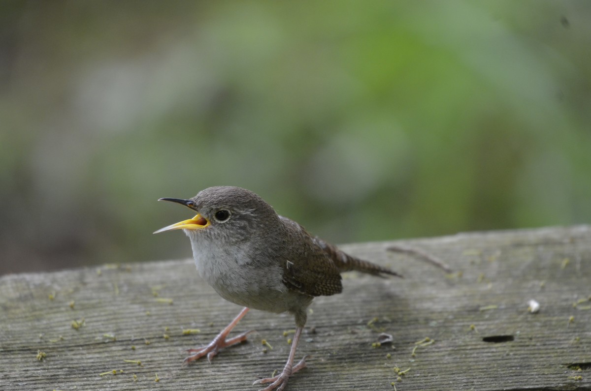 House Wren - ML618483850