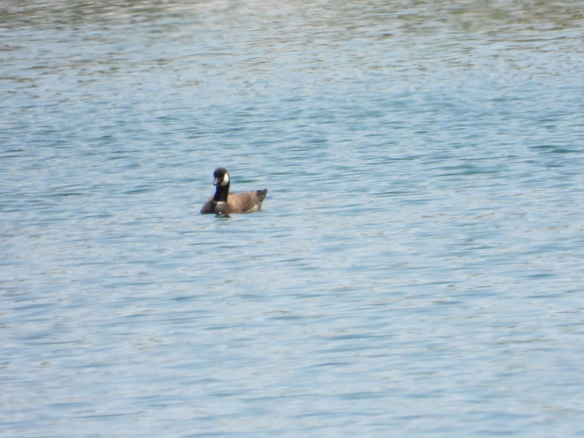 Cackling Goose - Bill Holland