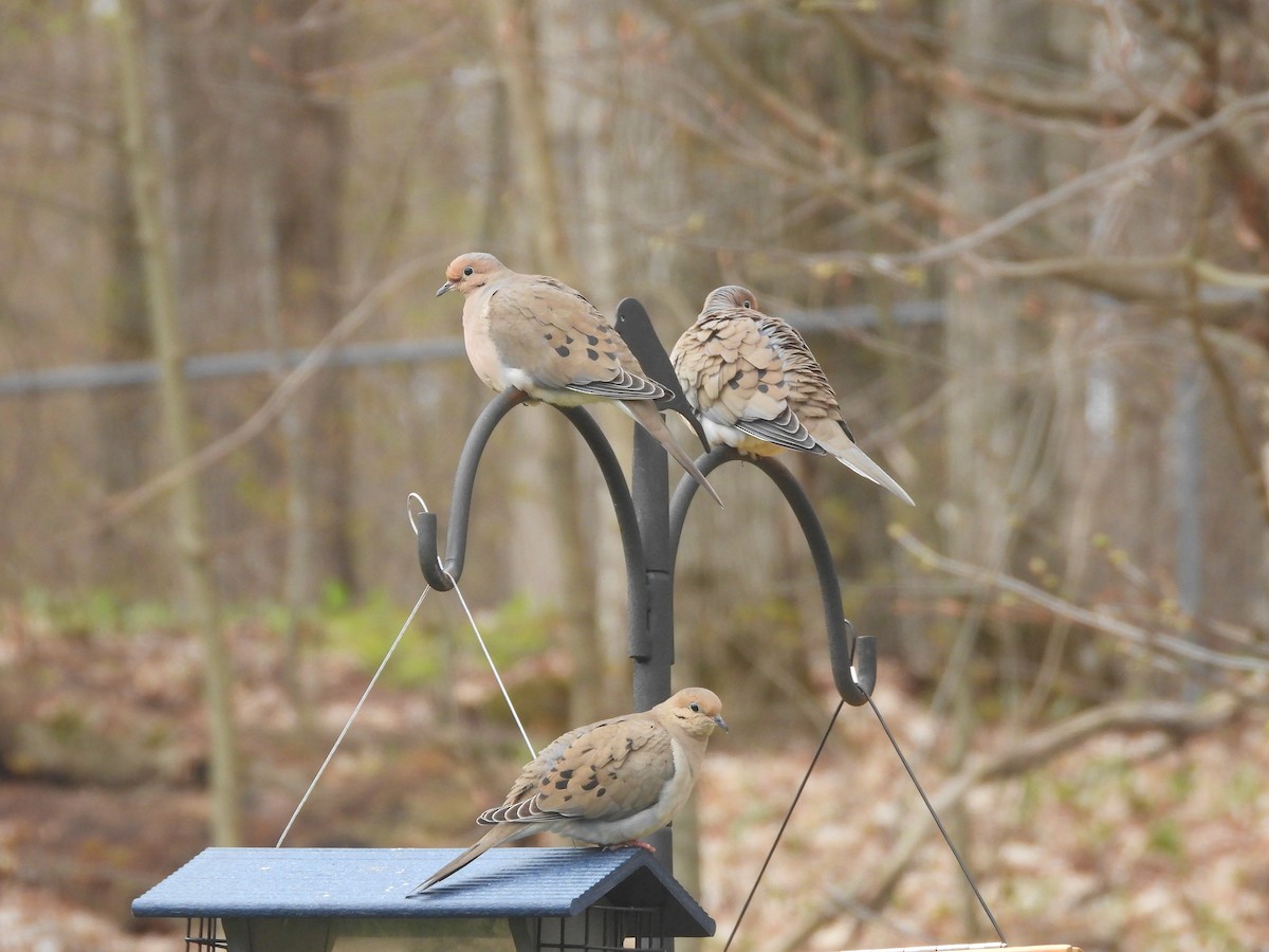 Mourning Dove - Donna Millar