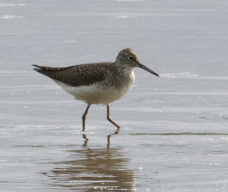 Solitary Sandpiper - ML618483878