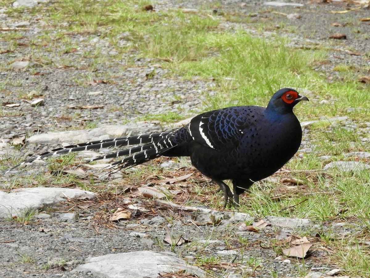 Mikado Pheasant - ML618483908