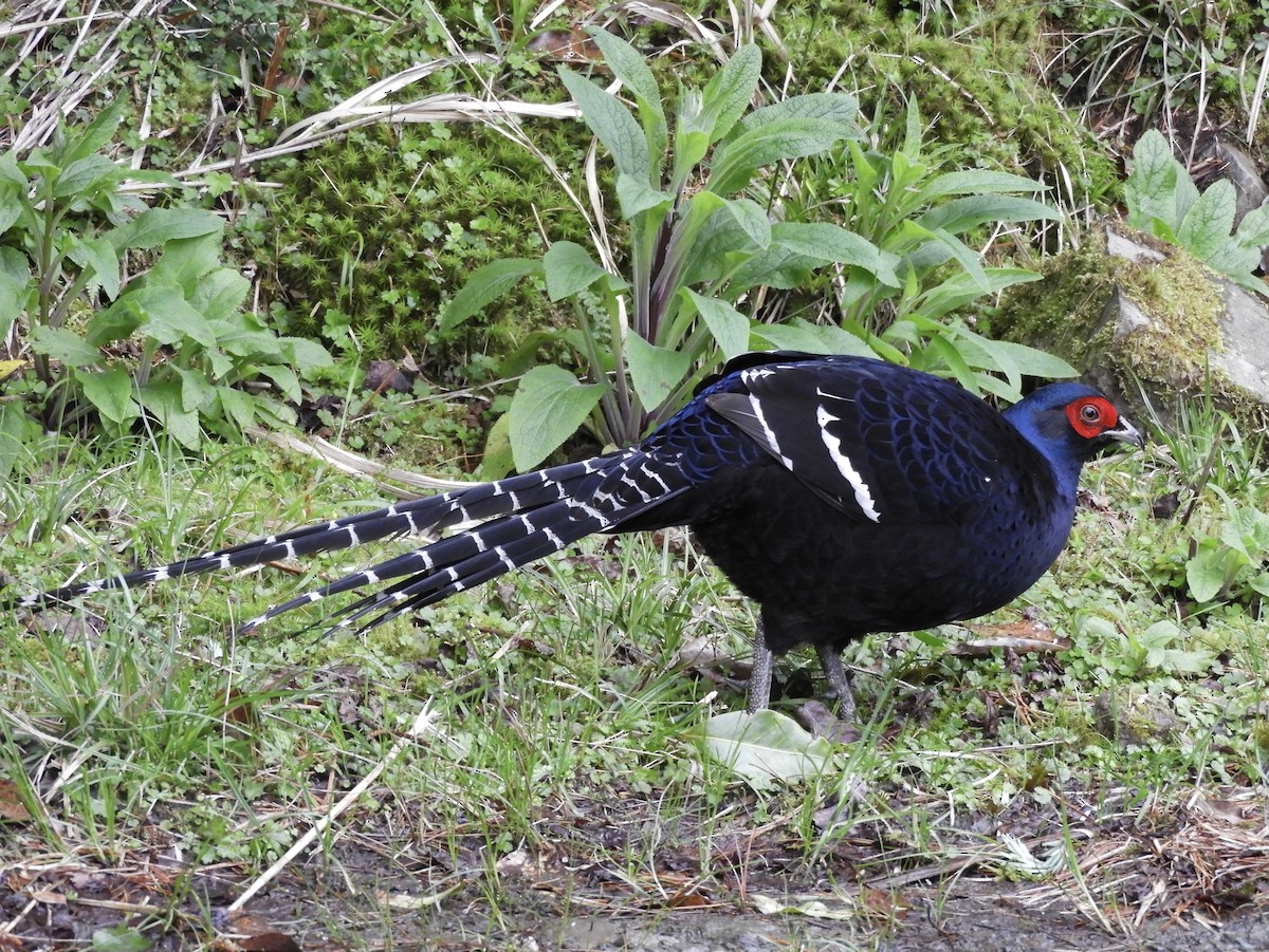 Mikado Pheasant - ML618483911