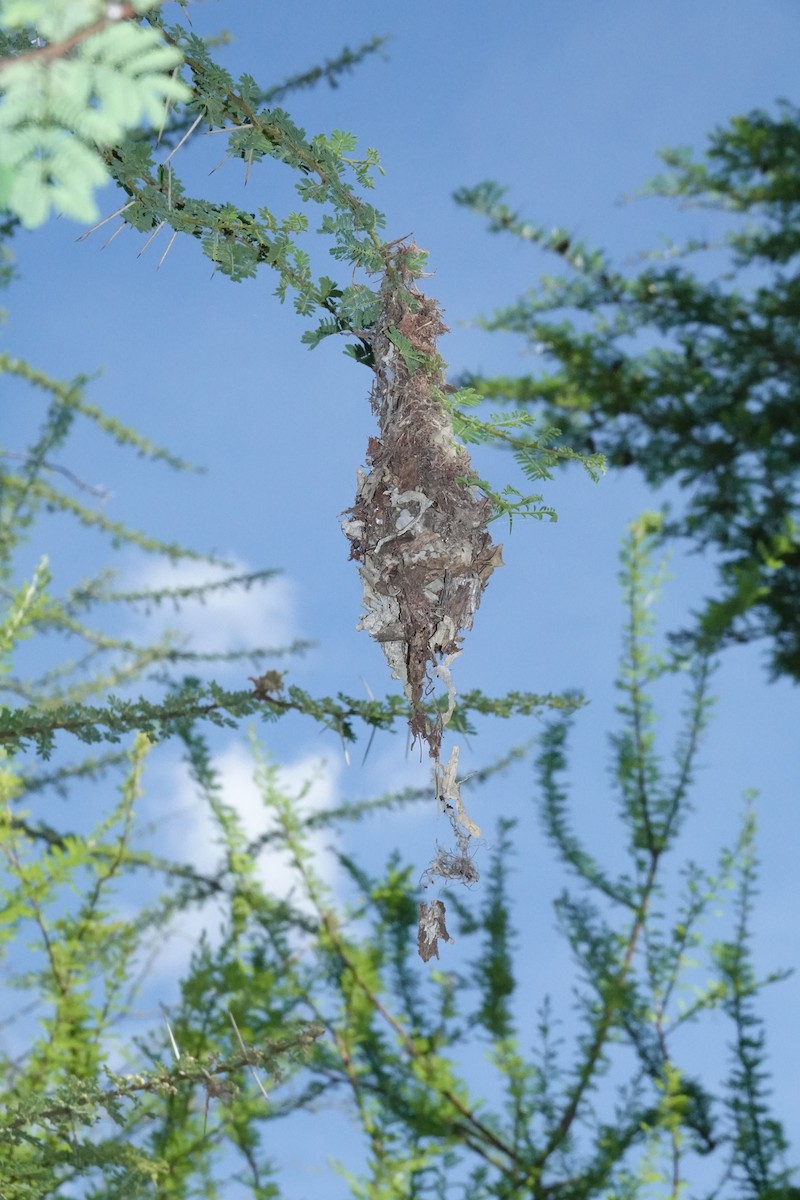 Black-bellied Sunbird - ML618483940