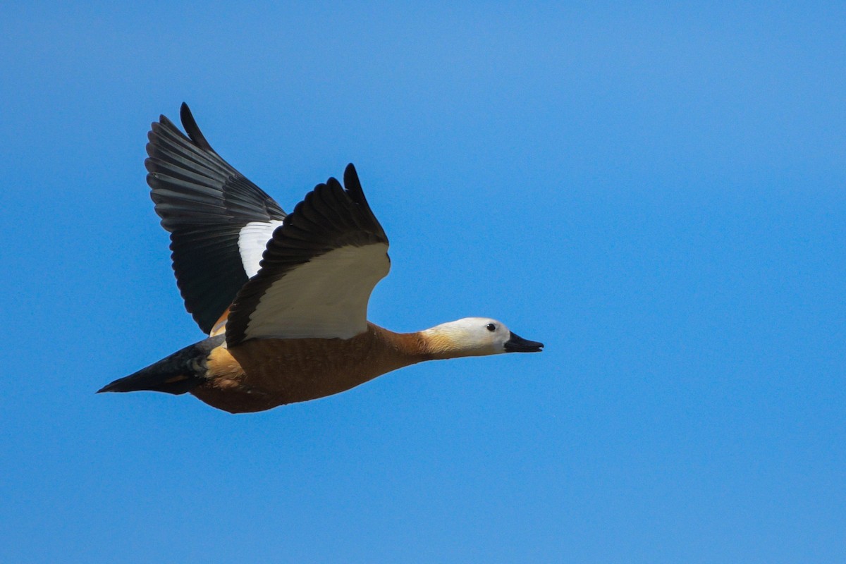 Ruddy Shelduck - ML618484009