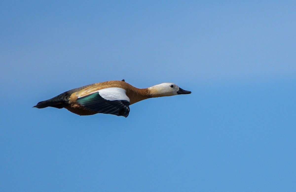 Ruddy Shelduck - ML618484010