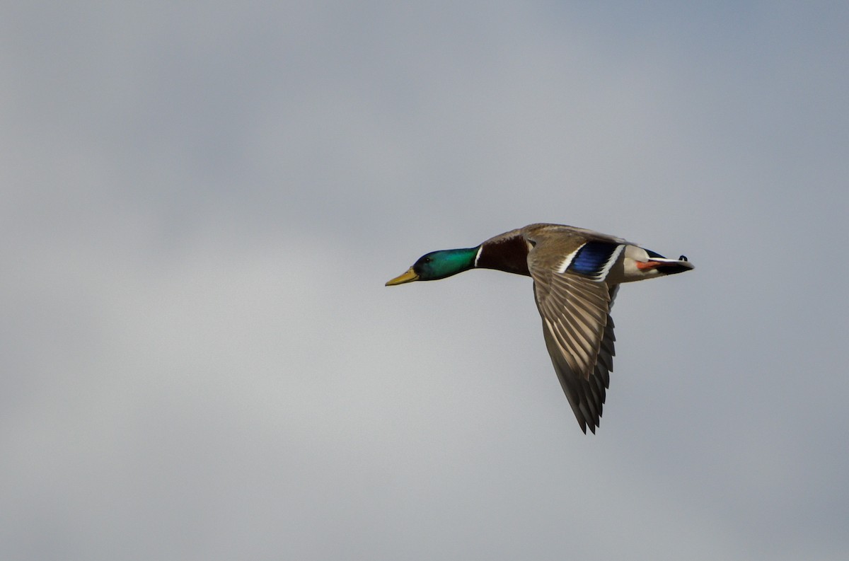 Mallard - ML618484020