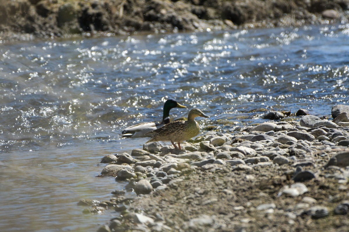 Canard colvert - ML618484021