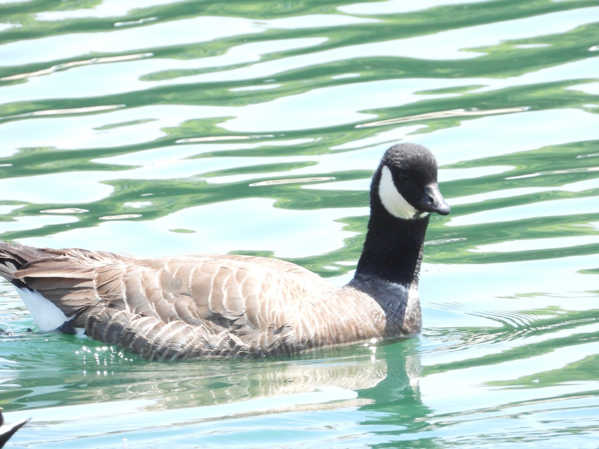 Cackling Goose - ML618484028