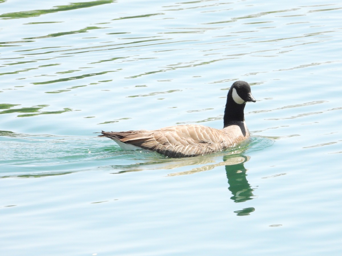 Cackling Goose - ML618484030