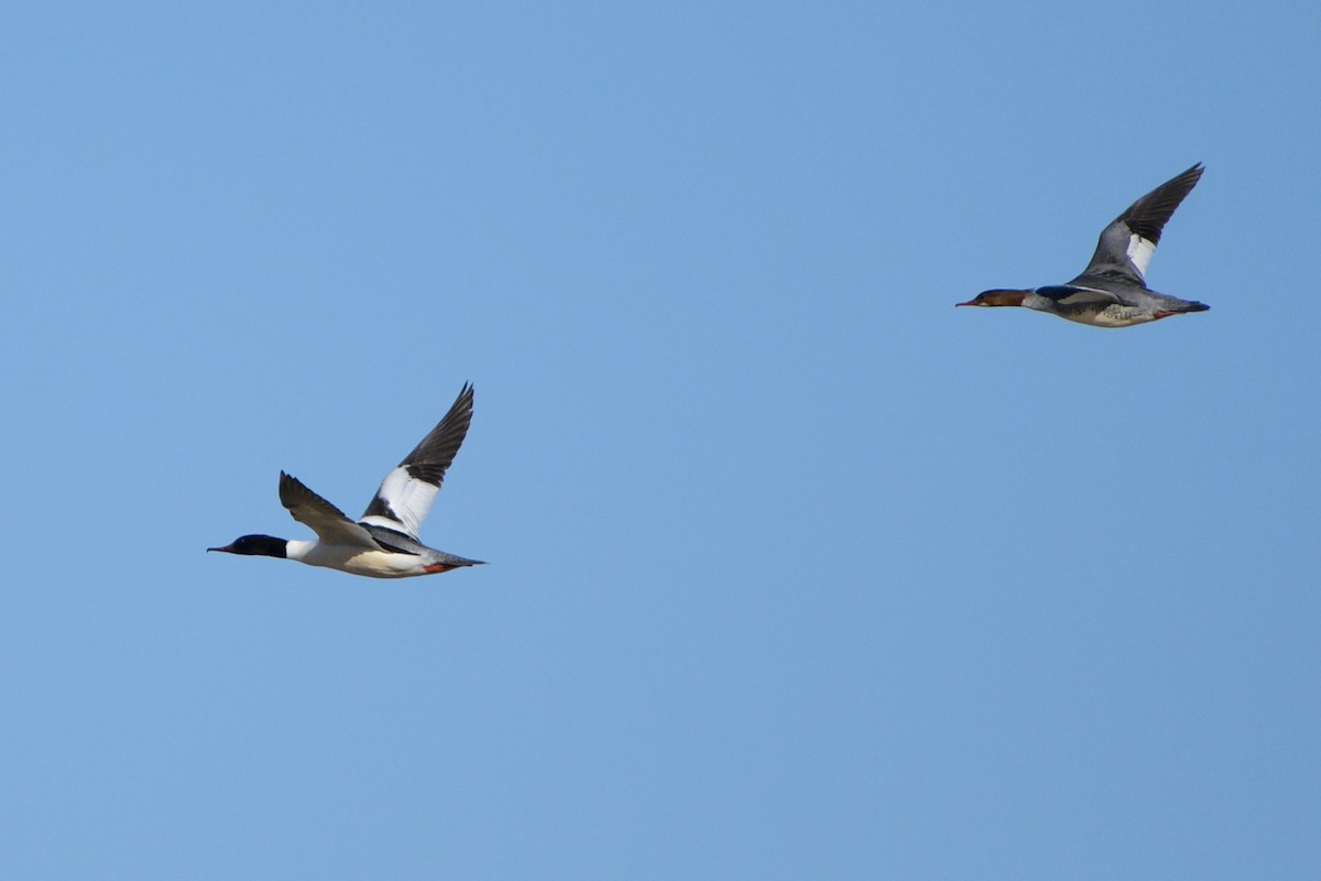 Common Merganser - ML618484043