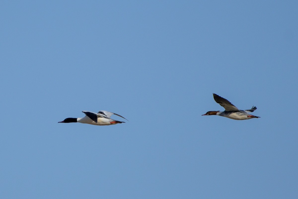 Common Merganser - ML618484044